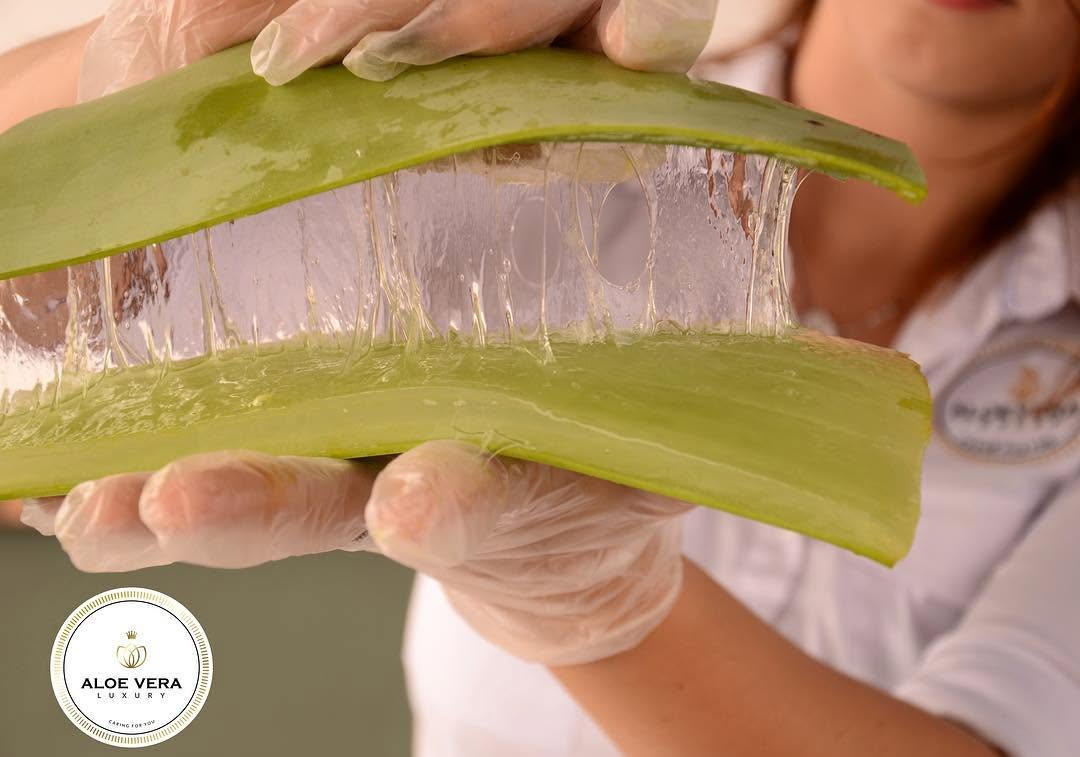 Aloe vera para piel seca: beneficios y cómo usarlo